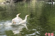 事业运势吉林：罕见白鸬鹚连续两年“故地重游”