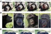 事业运势国际最新研究：机器人“打哈欠” 黑猩猩被传染