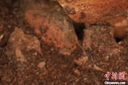 事业运势江西发现蜘蛛新物种 为研究呵叻蛛属适应区域提供依据